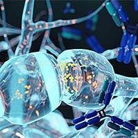Antibody-molecules-and-brain-cells-200