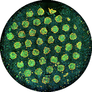 HEPATOPAC long-term hepatic co-culture