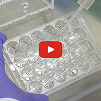 Hepatocyte Thawing and Plating Videos